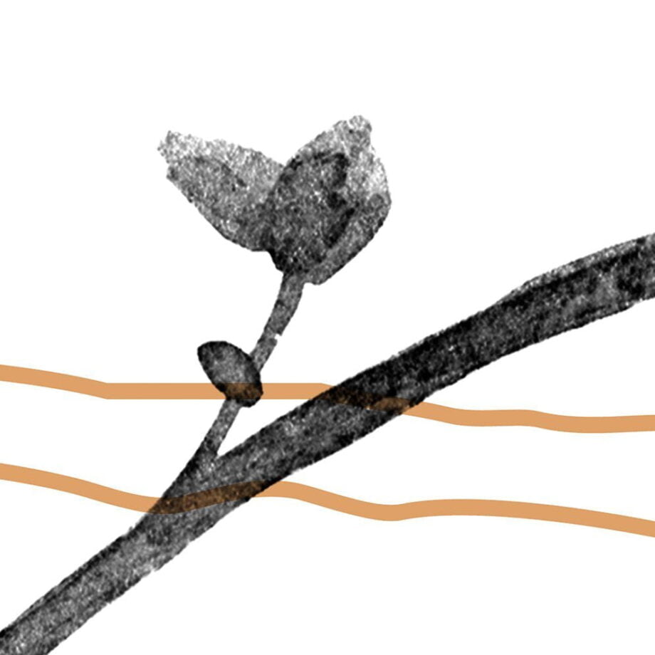 The Great Vine