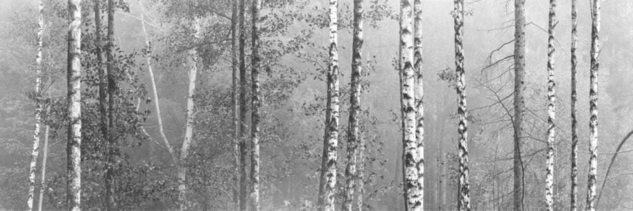 Birch Forest