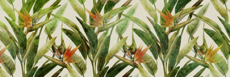 Bird of Paradise