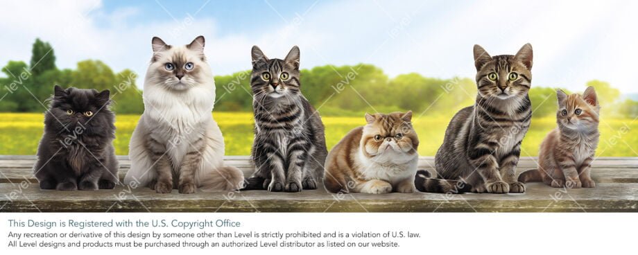 Camp Meow