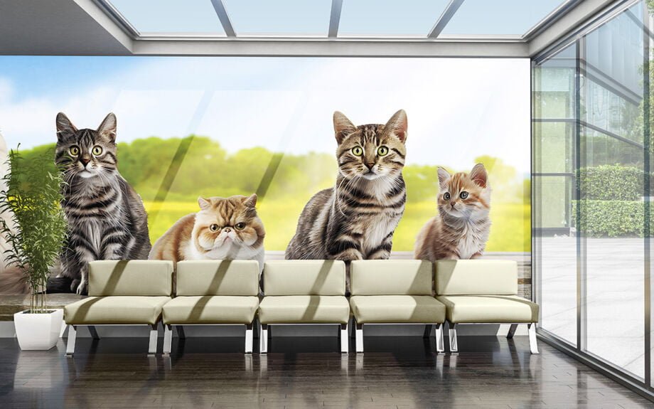 Camp Meow