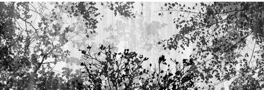 Canopy
