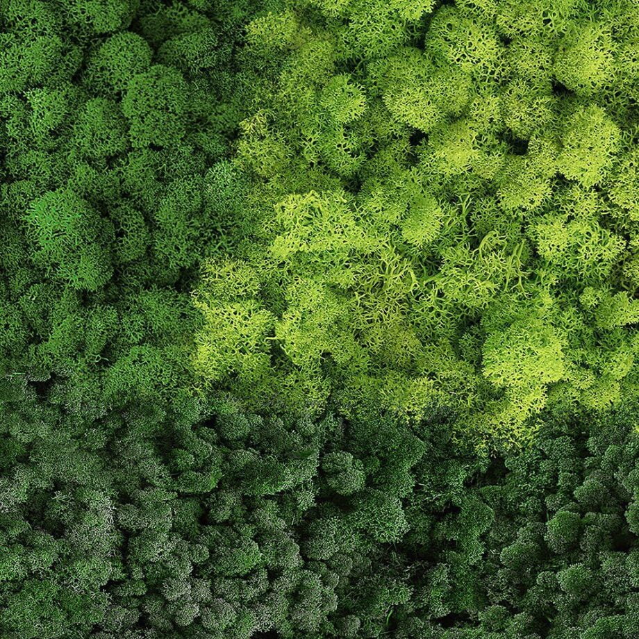 Moss