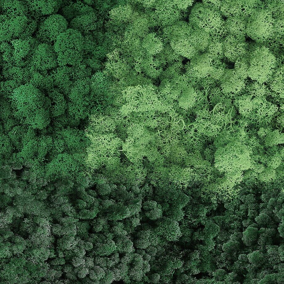 Moss