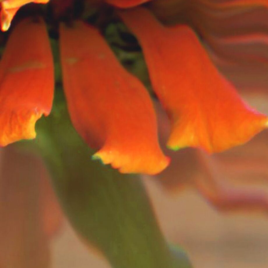 Bloomscape