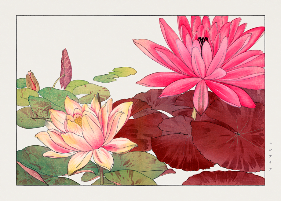 Nymphaea Lotus