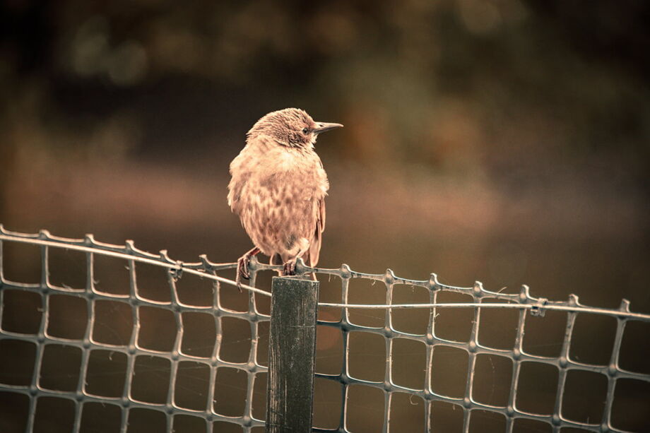 Birdwatching