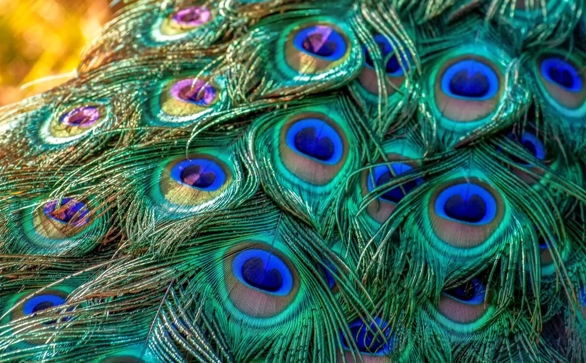 Inspired by Peacock Feathers - National Solutions, Green Feathers